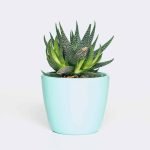 plant6 free img 150x150.jpg